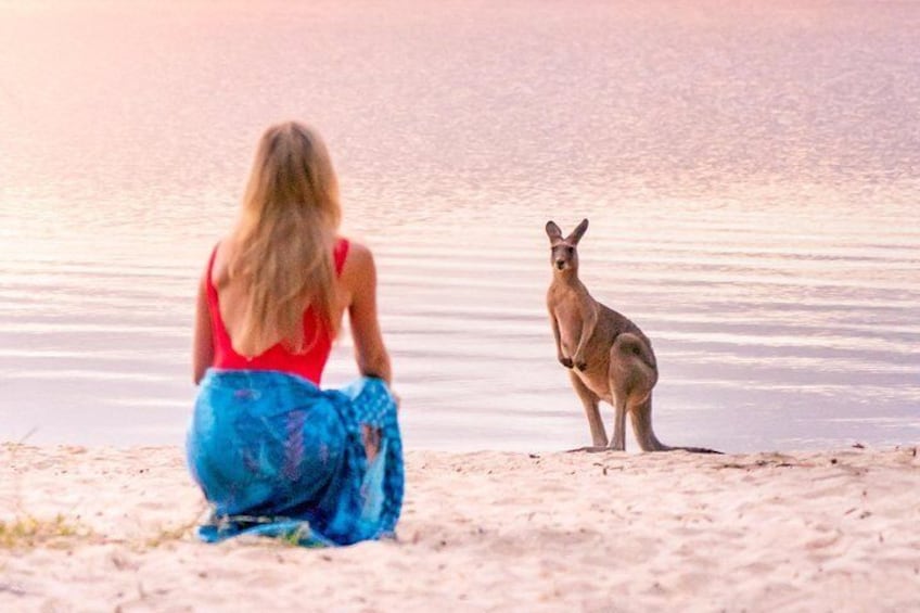 Large local kangaroo population
