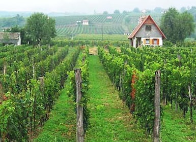 Excursión de un día a Pécs y Siklós con degustación de vinos de Villány