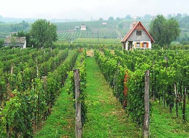 Tour de un día por Pécs y con Villány con Cata de Vinos