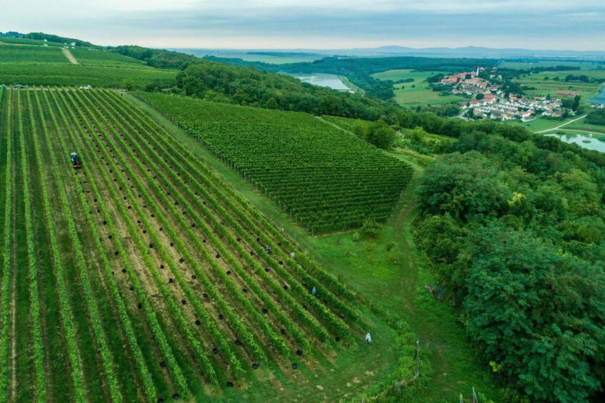 Picture 10 for Activity Day Tour of Pécs and Siklós with Villány Wine Tasting