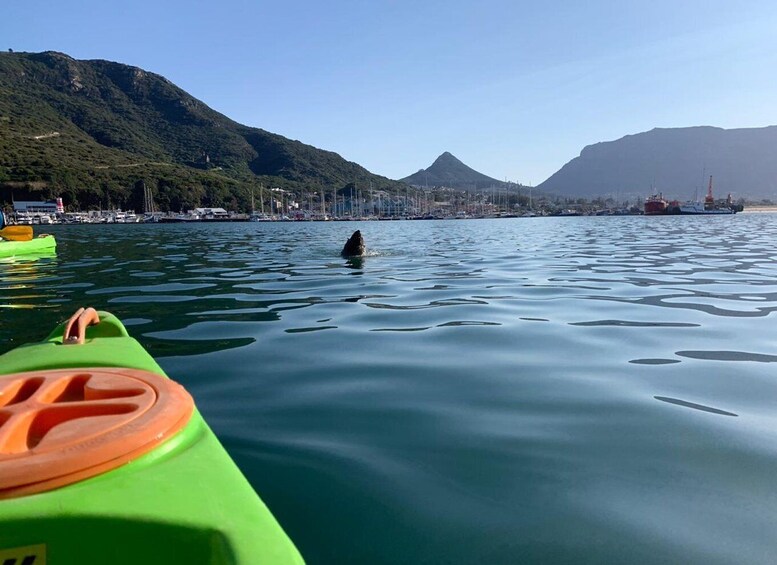 Picture 7 for Activity Cape Town: Guided Kayaking in Hout Bay