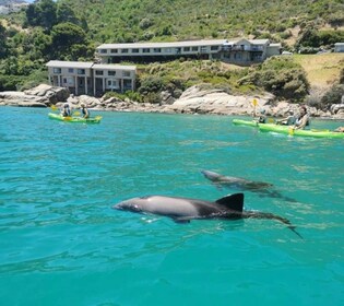 Ciudad del Cabo: kayak guiado en Hout Bay