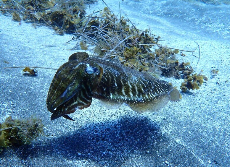 Picture 22 for Activity Tenerife: Abades Beach Beginner Diving Experience