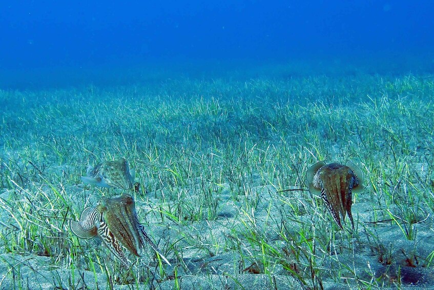 Picture 8 for Activity Tenerife: Abades Beach Beginner Diving Experience