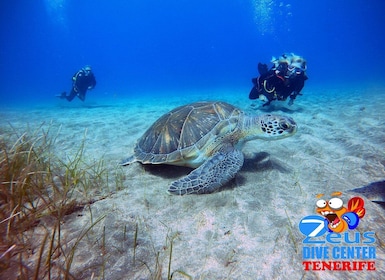 Tenerife: experiencia de buceo para principiantes en Abades Beach