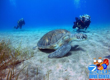 特內里費島：阿巴德斯海灘初級潛水體驗