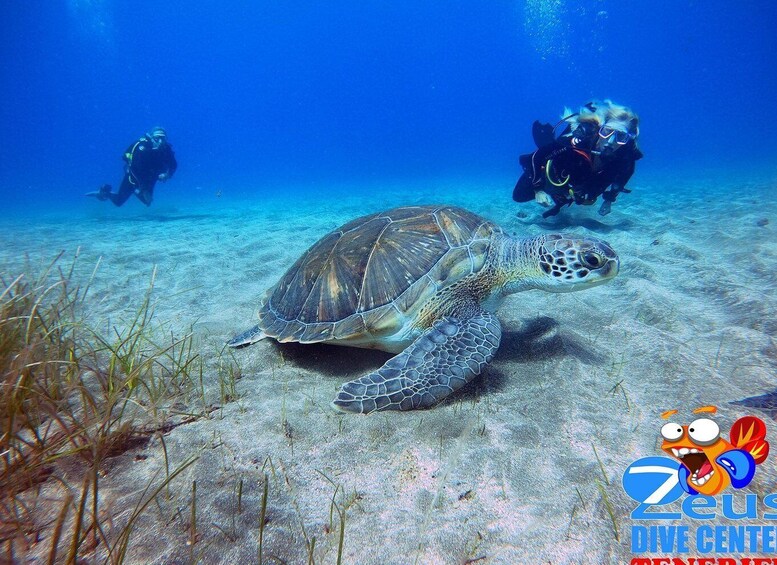 Tenerife: Abades Beach Beginner Diving Experience