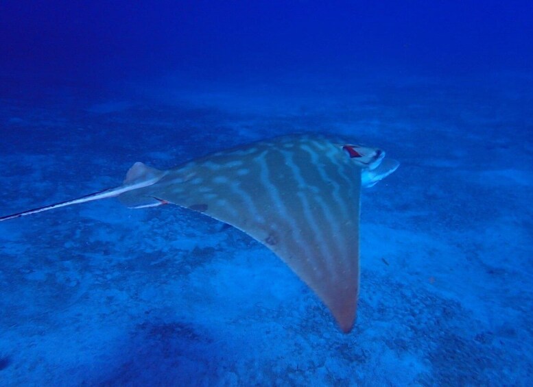 Picture 5 for Activity Tenerife: Abades Beach Beginner Diving Experience