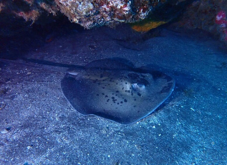 Picture 28 for Activity Tenerife: Abades Beach Beginner Diving Experience