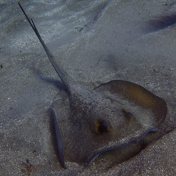 Picture 26 for Activity Tenerife: Abades Beach Beginner Diving Experience