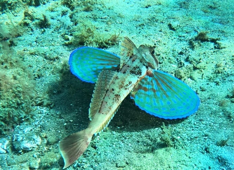 Picture 18 for Activity Tenerife: Abades Beach Beginner Diving Experience