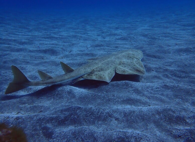 Picture 13 for Activity Tenerife: Abades Beach Beginner Diving Experience