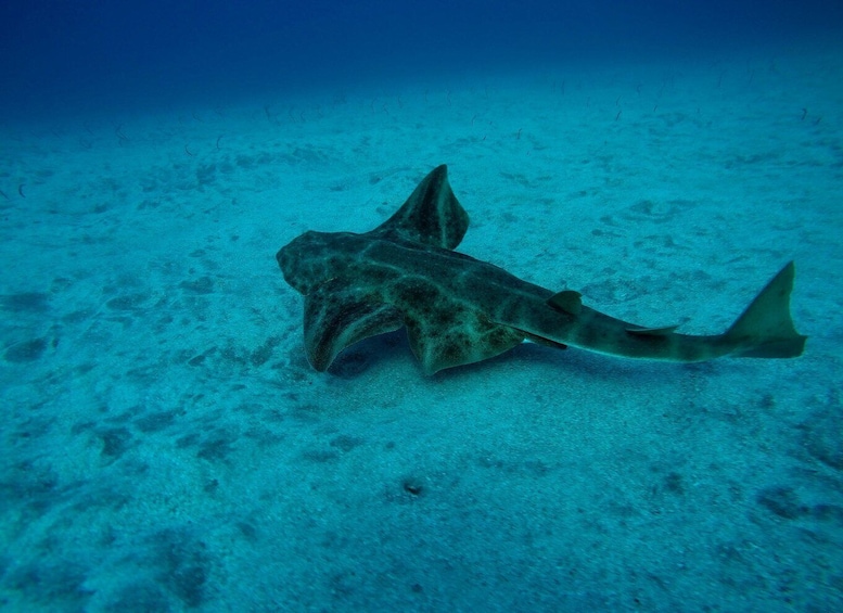 Picture 4 for Activity Tenerife: Scuba Diving for Certified Divers in Tenerife