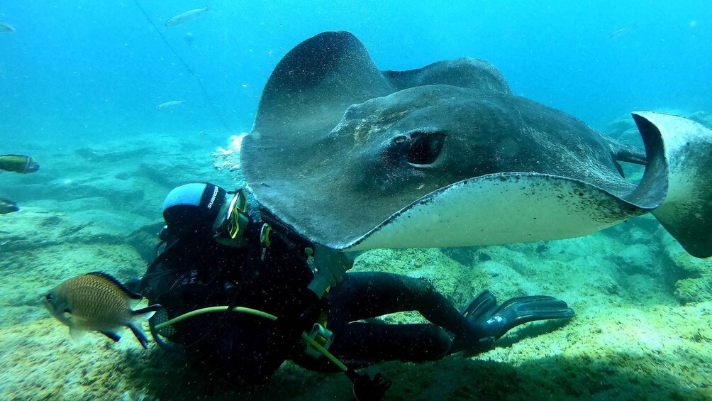 Tenerife: Scuba Diving for Certified Divers in Tenerife