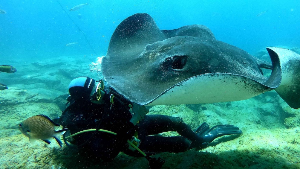 Tenerife: Scuba Diving for Certified Divers in Tenerife