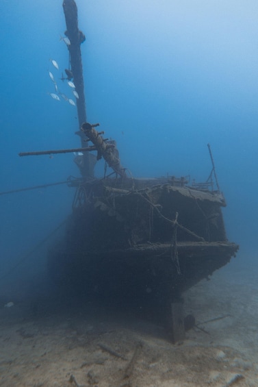 Picture 9 for Activity Tenerife: Scuba Diving for Certified Divers in Tenerife