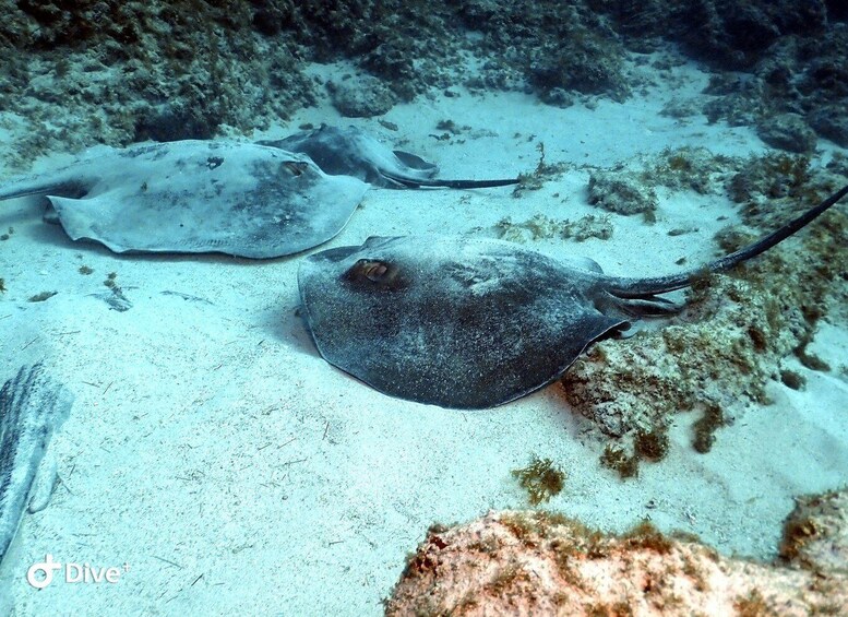 Picture 1 for Activity Tenerife: Scuba Diving for Certified Divers in Tenerife