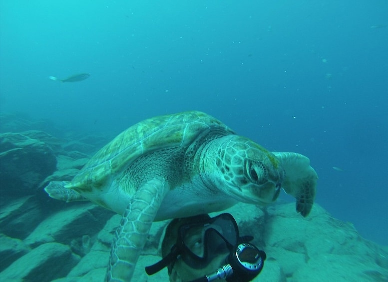Picture 2 for Activity Tenerife: Scuba Diving for Certified Divers in Tenerife