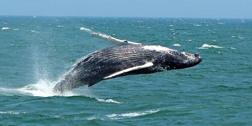 梅角泽西海岸鲸鱼和海豚观察之旅