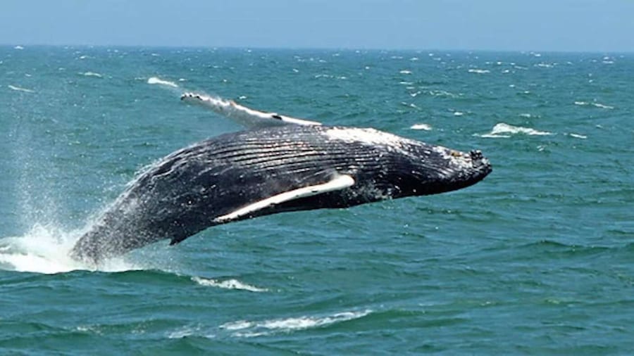 Cape May: Jersey Shore Whale and Dolphin Watching Cruise