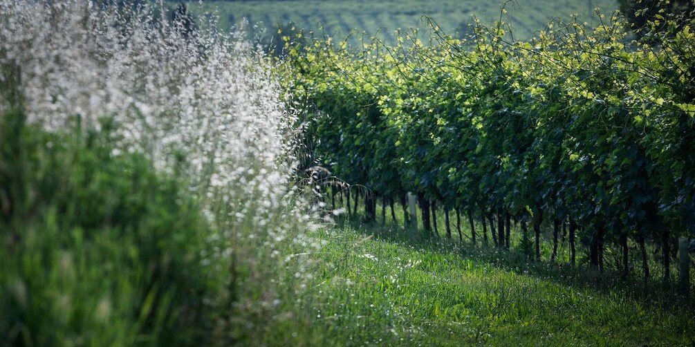 Picture 5 for Activity Lake Garda: Wine Tour and Tasting Experience in Bardolino