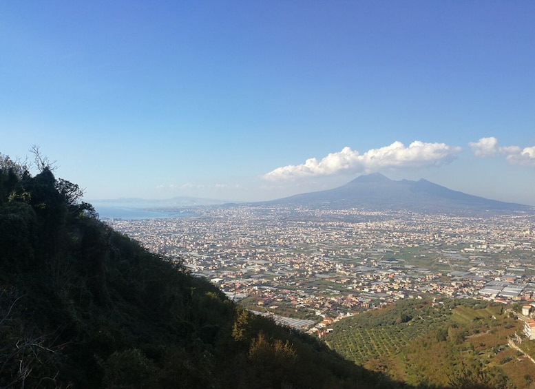 Picture 7 for Activity Mt. Vesuvius , Pompeii , Bosco dei Madici Winery
