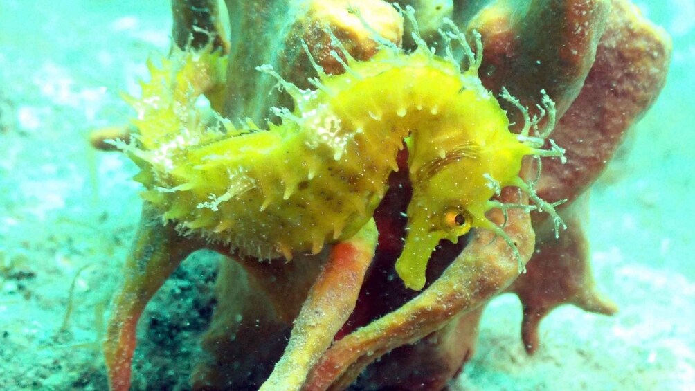 Picture 2 for Activity Pula: 2.5-Hour Snorkelling Experience