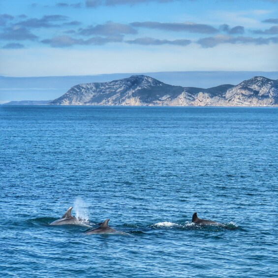 Picture 3 for Activity Setúbal: Dolphin Watching Tour