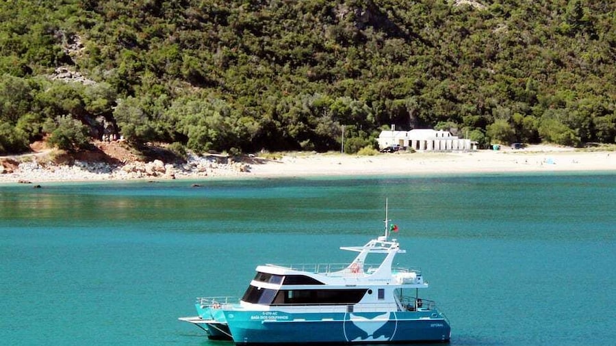 Setúbal: Dolphin Watching Tour