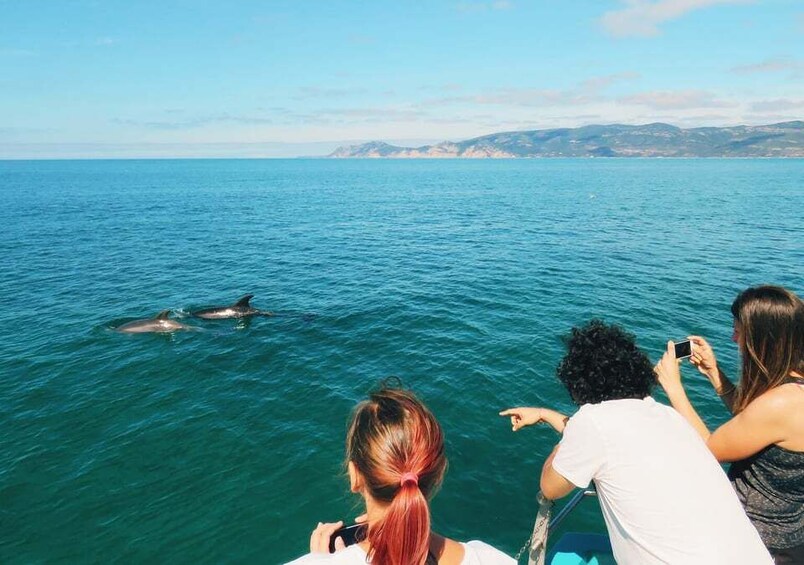 Picture 2 for Activity Setúbal: Dolphin Watching Tour