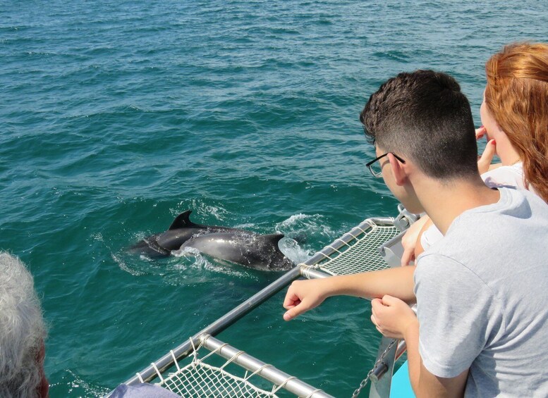 Picture 4 for Activity Setúbal: Dolphin Watching Tour