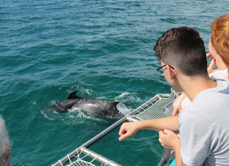 Picture 4 for Activity Setúbal, Portugal: Catamaran Dolphin Watching Tour