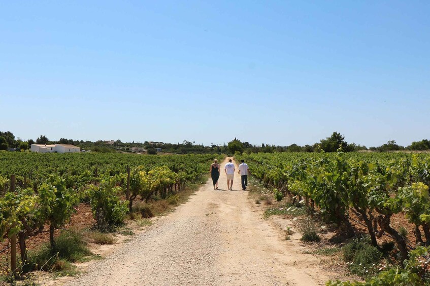 Picture 2 for Activity Albufeira and Vilamoura: Wine Tour, Tastings, Tapas & Music