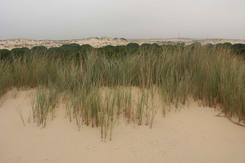 Picture 7 for Activity Seville: Doñana National Park Full-Day Tour