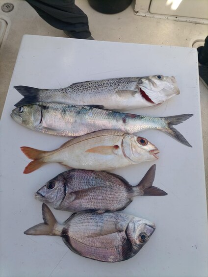 Picture 2 for Activity Cascais: Half-day Fishing Tour