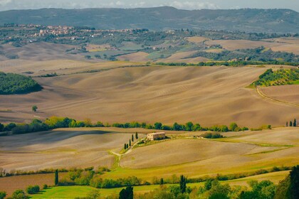 Montepulciano: degustación de vinos y almuerzo en una bodega típica