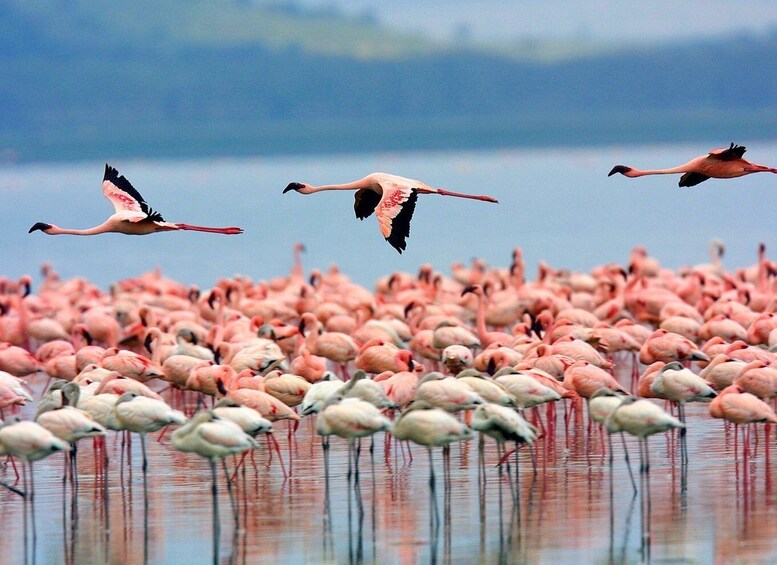 Picture 2 for Activity Nairobi:2Day Lake Nakuru National Park 4X4 Jeep Lodge Safari