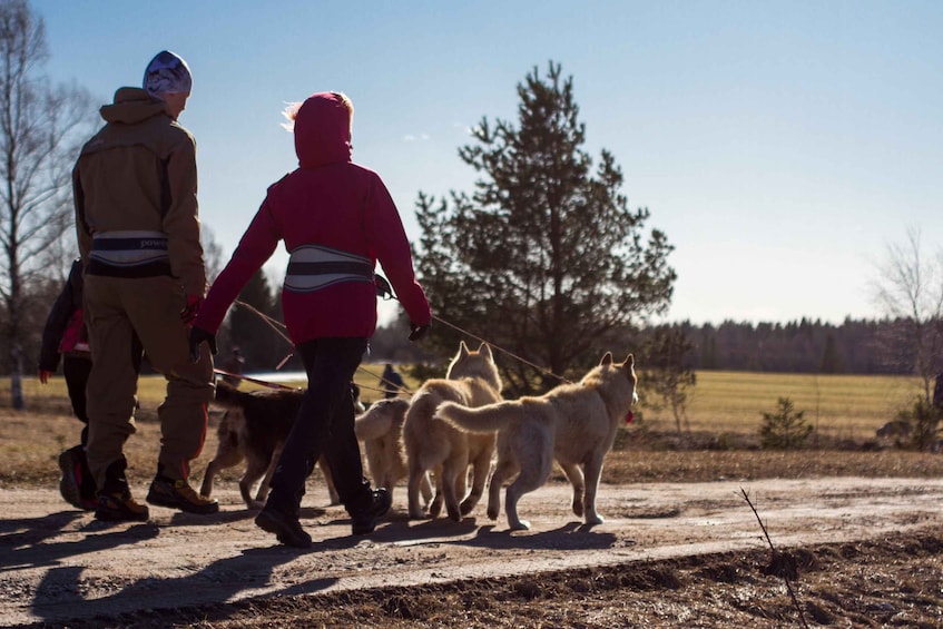 From Tallinn: Husky Park Tour with Cani-Cross Hike