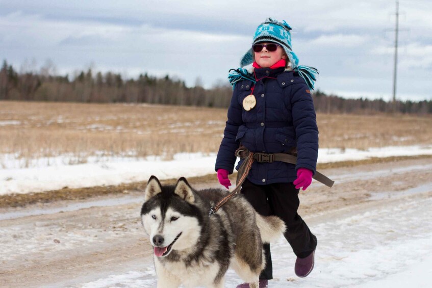 Picture 1 for Activity From Tallinn: Husky Park Tour with Cani-Cross Hike