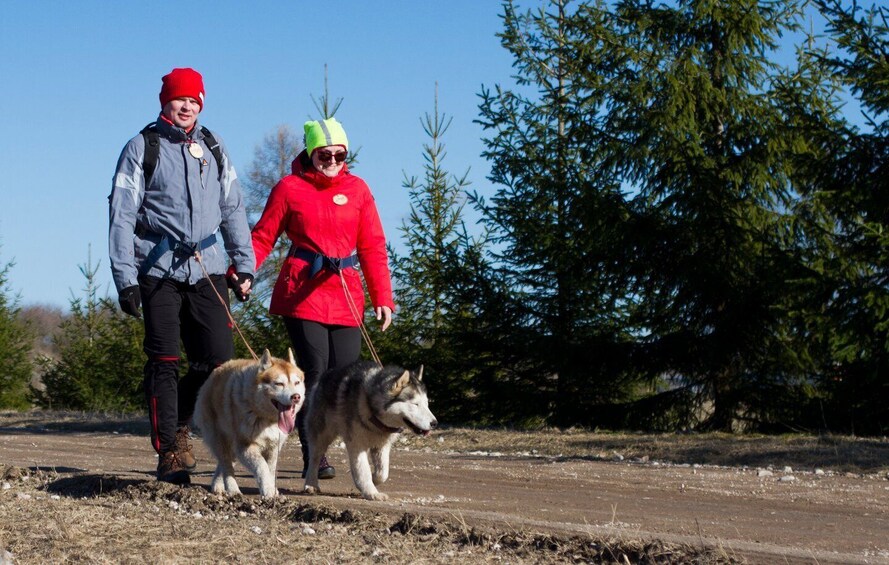 Picture 2 for Activity From Tallinn: Husky Park Tour with Cani-Cross Hike