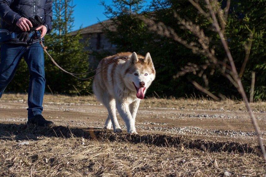 Picture 3 for Activity From Tallinn: Husky Park Tour with Cani-Cross Hike