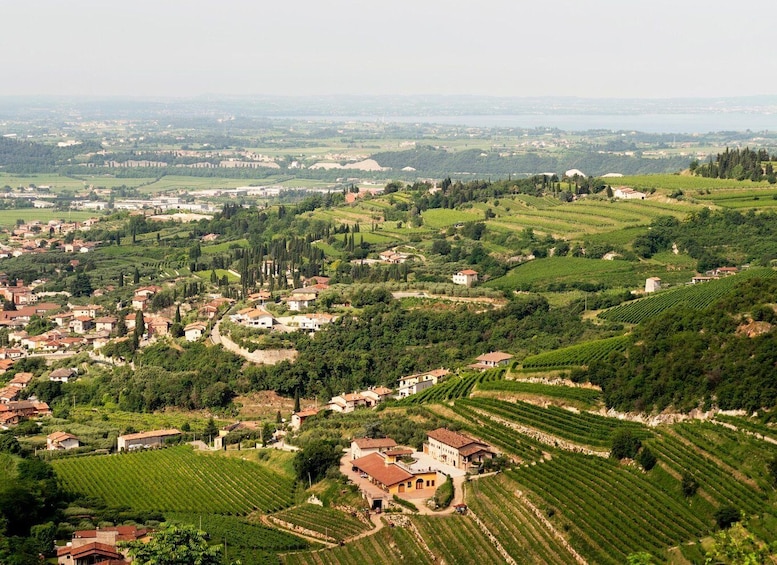 Picture 6 for Activity Verona: Valpolicella Wine Self-Guided E-Bike Tour & Tastings