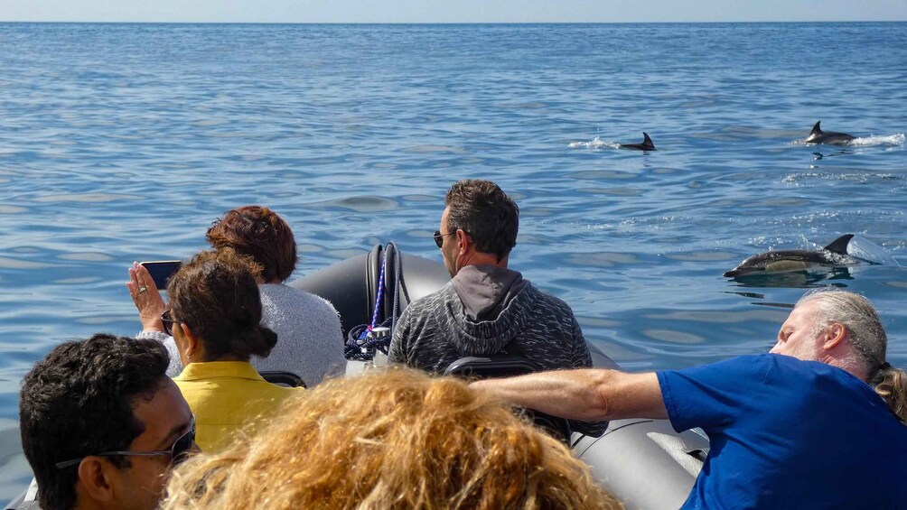 Picture 9 for Activity Sesimbra: Arrábida Dolphin Watching Boat Tour with Biologist