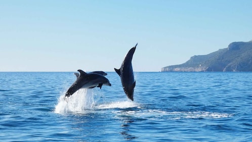 Sesimbra: dolfijnen spotten in natuurpark Arrábida