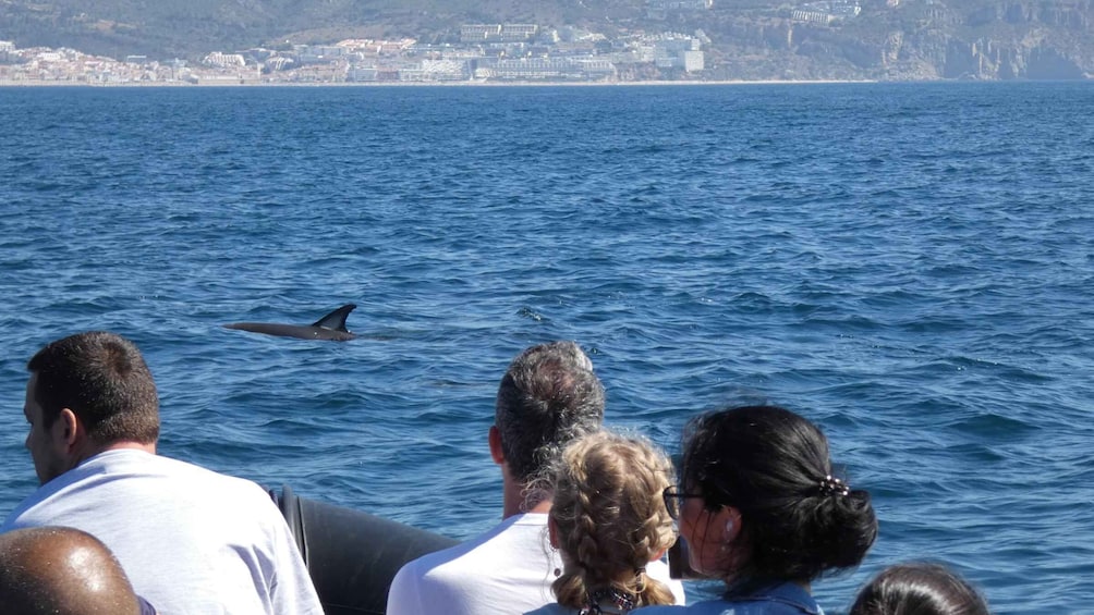 Picture 28 for Activity Sesimbra: Dolphin Watching Tour in Arrábida Natural Park