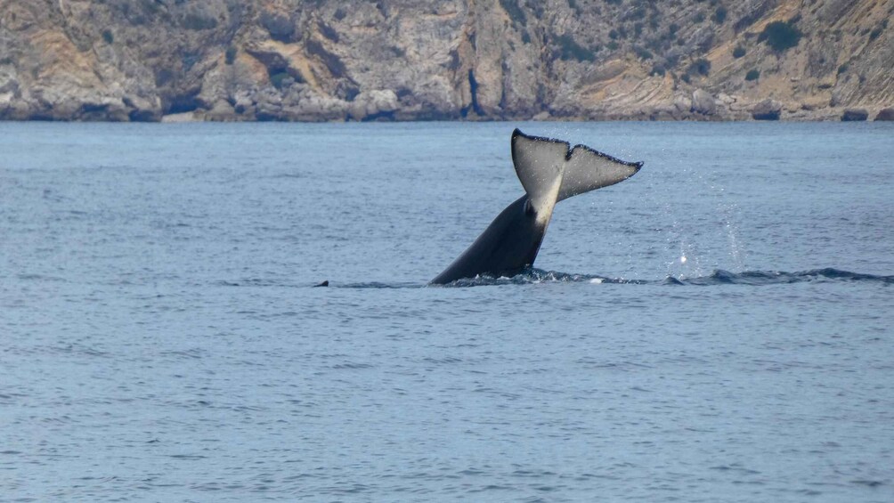 Picture 16 for Activity Sesimbra: Arrábida Dolphin Watching Boat Tour with Biologist