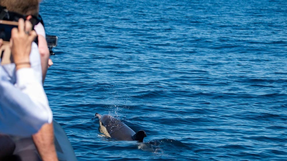 Picture 29 for Activity Sesimbra: Arrábida Dolphin Watching Boat Tour with Biologist