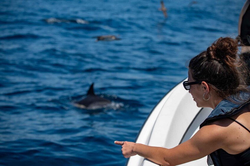 Picture 13 for Activity Sesimbra: Arrábida Dolphin Watching Boat Tour with Biologist