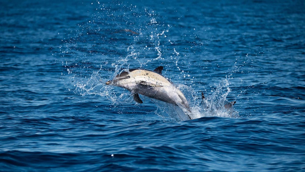 Picture 14 for Activity Sesimbra: Arrábida Dolphin Watching Boat Tour with Biologist