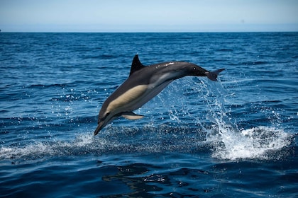 Sesimbra: Arrábida Dolphin Watching Boat Tour biologin kanssa